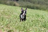 BOSTON TERRIER 114